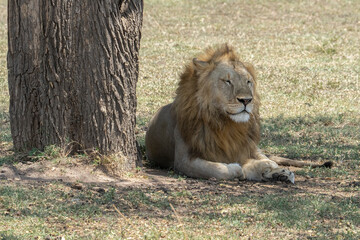 A Lion in Tanzania