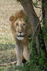 A Lion in Tanzania