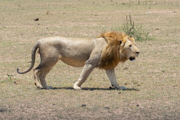 Obraz na płótnie Canvas A Lion in Tanzania