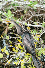 Naklejka premium An Anhinga bird, also known as a black bellied darter or water turkey, sits perched in tree branches looking for food