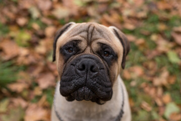 Obraz premium Bullmastiff dog Portrait.