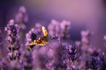 Beautiful summer Floral Background with a Gentle Butterflies on Lavender Flowers..