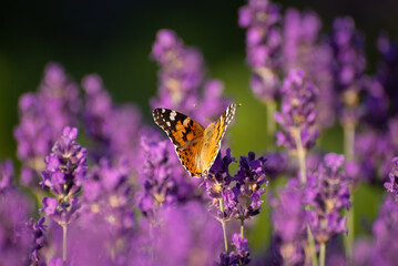 Beautiful summer Floral Background with a Gentle Butterflies on Lavender Flowers..