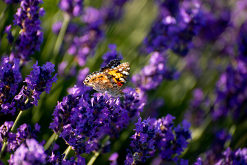 Beautiful summer Floral Background with a Gentle Butterflies on Lavender Flowers..