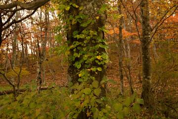 紅葉と緑のつる植物