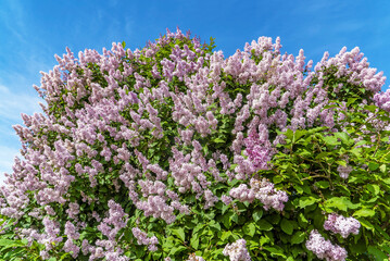 Obraz premium Lilac bushes on the Champ de Mars. Saint-Petersburg.