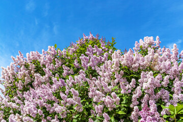 Fototapeta premium Lilac bushes on the Champ de Mars. Saint-Petersburg.