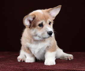 Cute little puppy on a brown background. Funny Pembroke Welsh Corgi Puppy
