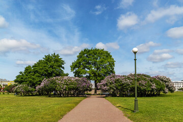 Bushes of blooming lilac on the avenue of the Champ de Mars . Saint Petersburg.