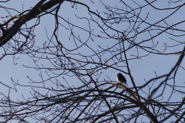 This cute little dark-eyed junco or snowbird depending on how you know them is sitting here perched in this tree. The tree does have any leaves due to the winter season in Pennsylvania.