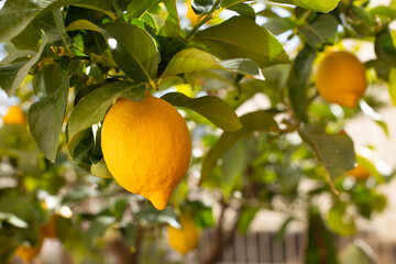 Bunch of fresh ripe lemons on a lemon tree branch in sunny garden.