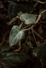 green leaf with dew drops