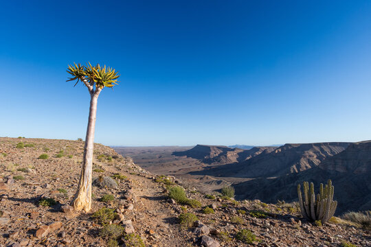 beautiful quiver tree on a sunny day with blue sky at fish river canyon