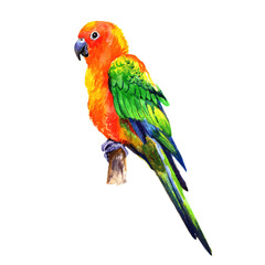 Watercolor parrot isolated on white background.