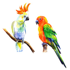 
Watercolor parrots isolated on white background.