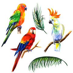 
Watercolor parrots and tropical leaves isolated on white background.