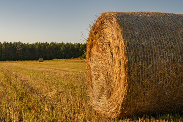 Balot słomy stoi na polu po żniwach sprasowana słoma w promieniach zachodzącego slonca - obrazy, fototapety, plakaty