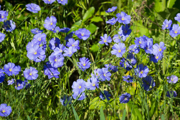 Obraz na płótnie Canvas The perennial flax (lat. Linum perenne), of the family Linaceae. Central Russia.