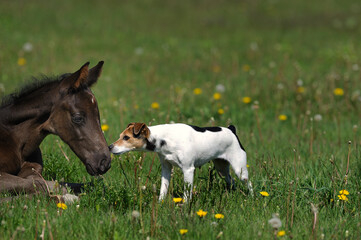 cute young foal meets jack russell terrier dog on rural farm green grass paddock cute animal photo...