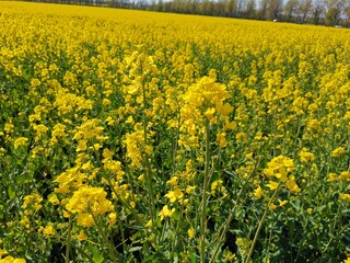 Blühendes Rapsfeld im Sommer 