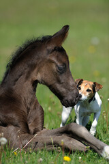 cute young foal meets jack russell terrier dog on rural farm green grass paddock cute animal photo...
