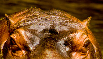 O hipopótamo, também chamado de  hipopótamo do rio, é um grande mamífero semiaquático nativo da África subsaariana.