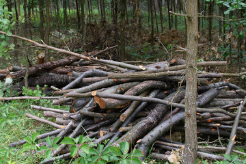 Stos drewna opałowego leżący w lesie chrust na ognisko 