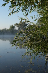 Willow growing on the lake