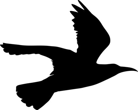 Design of raven silhouette