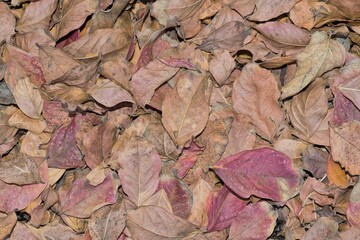 Dry Autumn leaves with red hues directly above, fallen from Crepe Myrtle trees. Closeup colorful abstract background.
