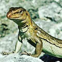 lizard on the rocks Bonaire