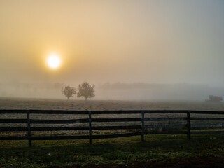 pair of trees in a foggy sunrise