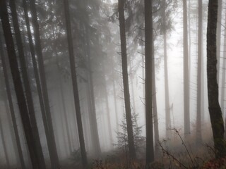 Mist in the forest. Sunrays behind the trees. Slovakia