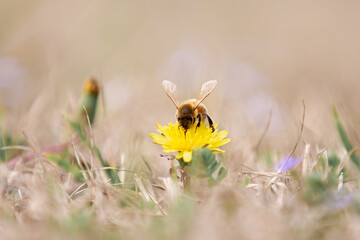 Bee on Flower