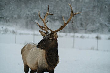 Noble deer in the winter forest