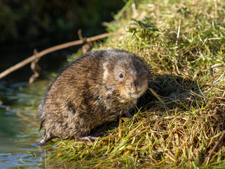 Water Vole on a Grass Bank by Water