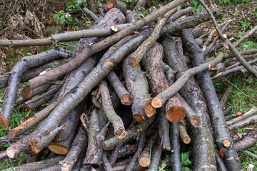 Drewno na opał chrust plus zebrany w lesie