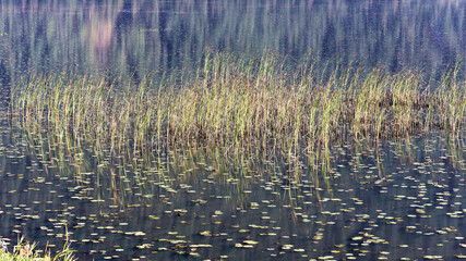 Lake rushes reflected in the water surface