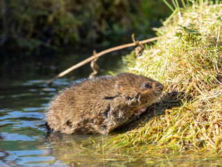 Water Vole on a Grass Bank by Water