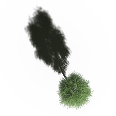 tree with a shadow under it, top view, isolated on white background, 3D illustration, cg render
