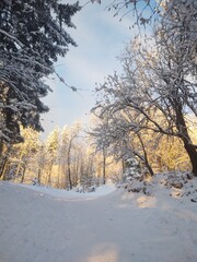 Mist in the forest. Sunrays behind the trees. Slovakia
