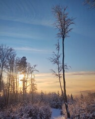 Mist in the forest. Sunrays behind the trees. Slovakia