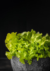 Batavia green lettuce isolated on black background