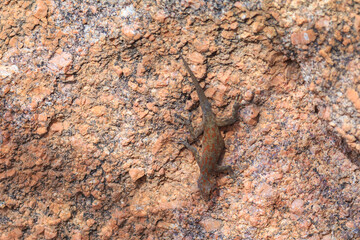 The lizard sits one the stone under the sun. Mowani, Damaraland, Namibia.
