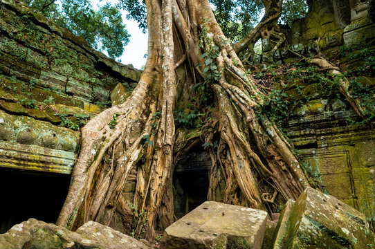 A Tetrameles Nudiflora tree in Ta Prohm temple, Angkor, Cambodia.