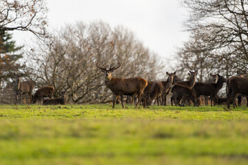 Naklejka na ściany i meble Red deer stag watching to protect his herd