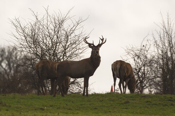 Red deer on a hill