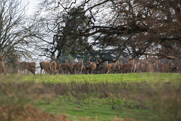 Plakat herd of deer