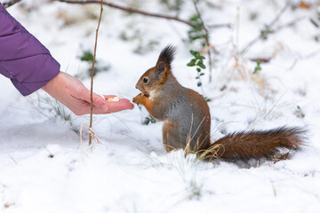 Naklejka na ściany i meble Feeding a squirrel with nuts from a hand in a winter park outdoors