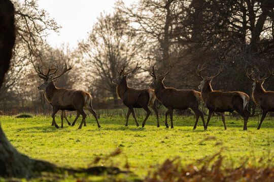 Herd of red deer stags © Adam